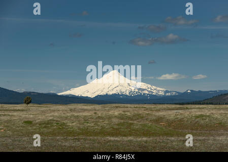 Mt. Hood in snow, Blue Sky and Mountain Pasture, Single Tree in foreground Stock Photo