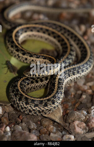 Plains Garter Snake, Hamilton co., Kansas, USA Stock Photo - Alamy