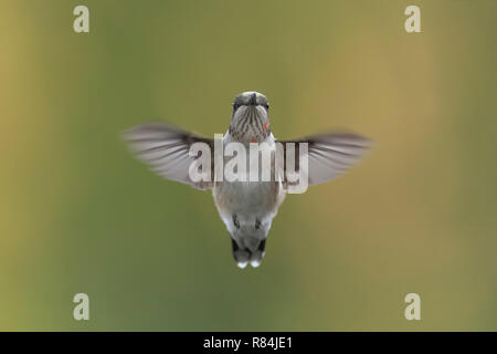 Juvenile male Ruby-throated Hummingbird in flight. Stock Photo