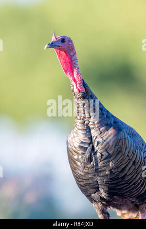 Rio Grande Wild Turkey, (Meleagris gallopavo intermedia), Bosque del Apache National Wildlife Refuge, New Mexico, USA. Stock Photo