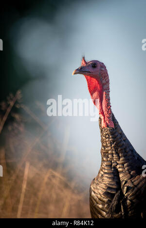 Rio Grande Wild Turkey, (Meleagris gallopavo intermedia), Bosque del Apache National Wildlife Refuge, New Mexico, USA. Stock Photo