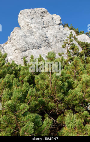 Pinus mugo, known as creeping pine on Risnjak National Park, Croatiaž Stock Photo