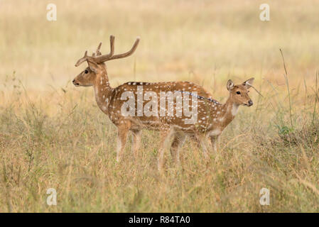 Spotted deer in tiger reserve Stock Photo