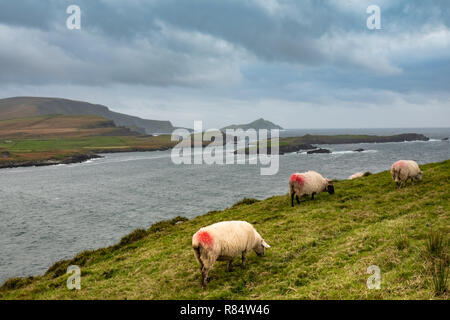 Spectacular views of the rugged West Irish Atlantic Coast from Valentia Island, Ring of Kerry, County Kerry, Ireland Stock Photo