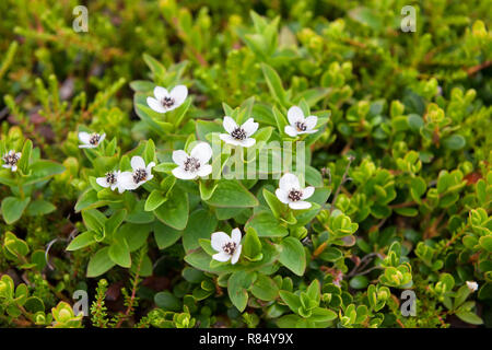 Cornus suecica (Chamaepericlymenum suecicum) Stock Photo