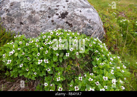 Cornus suecica (Chamaepericlymenum suecicum) Stock Photo