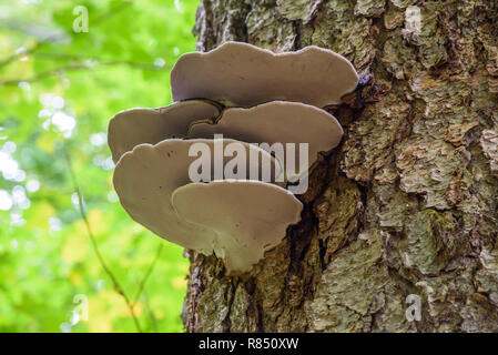 Bracket fungus, Algonquin Provincial Park, Ontario, Canada Stock Photo
