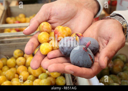 Fruit and vegetable shop: crates of Violette de Sollies black figs and Mirabelle plums from France Stock Photo