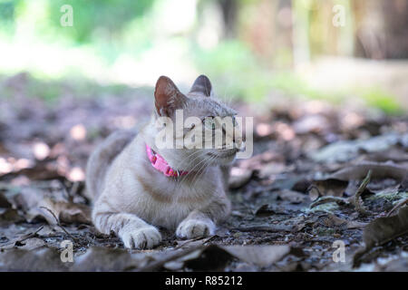 brown cat lying down on dry leaves floor Stock Photo