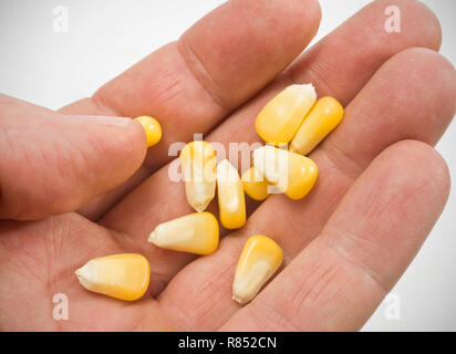 Corn cultivation: farmer checking the ripeness of an ear of corn. Genetically modified maize from south-western France *** Local Caption *** Stock Photo