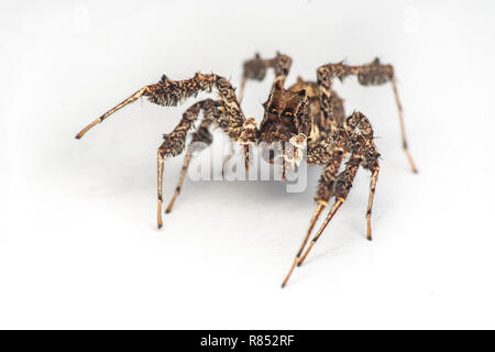 Portia fimbriata, the fringed jumping spider, one of the worlds most intelligent invertebrates, Daintree rainforest, Queensland, Australia Stock Photo