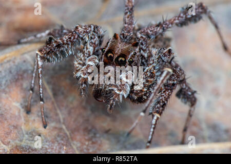 Portia fimbriata, the fringed jumping spider, one of the worlds most intelligent invertebrates, Daintree rainforest, Queensland, Australia Stock Photo