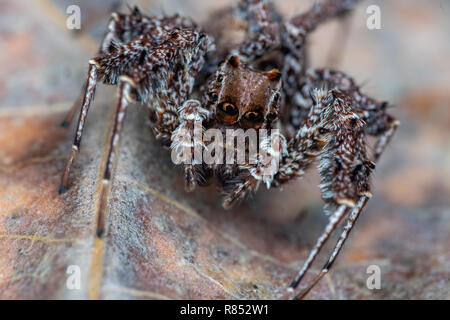 Portia fimbriata, the fringed jumping spider, one of the worlds most intelligent invertebrates, Daintree rainforest, Queensland, Australia Stock Photo