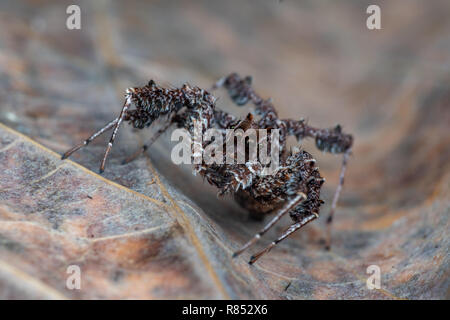 Portia fimbriata, the fringed jumping spider, one of the worlds most intelligent invertebrates, Daintree rainforest, Queensland, Australia Stock Photo