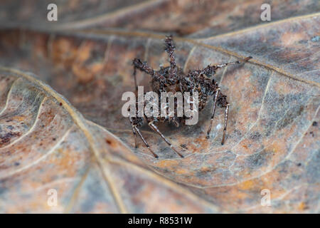 Portia fimbriata, the fringed jumping spider, one of the worlds most intelligent invertebrates, Daintree rainforest, Queensland, Australia Stock Photo