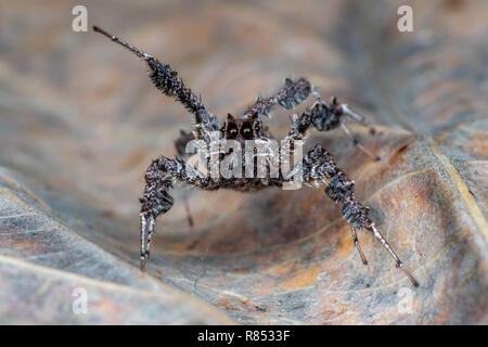 Portia fimbriata, the fringed jumping spider, one of the worlds most intelligent invertebrates, Daintree rainforest, Queensland, Australia Stock Photo