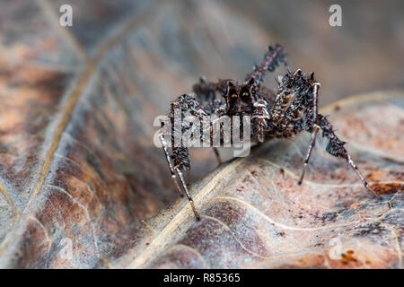 Portia fimbriata, the fringed jumping spider, one of the worlds most intelligent invertebrates, Daintree rainforest, Queensland, Australia Stock Photo