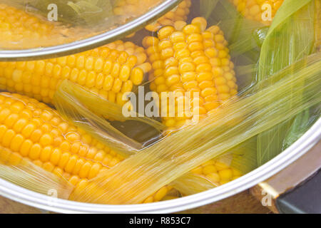 Cooked corn cobs in pot close up Stock Photo