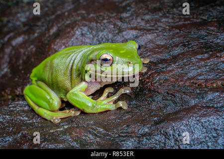 litoria caerulea, the green tree frog, sitting on a dark rock in tropical rain forest, near Cairns, Queensland, Australia Stock Photo