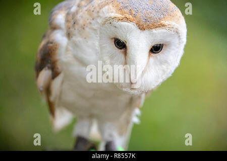 Barn owl at the Riverside Falconry Centre. Stock Photo