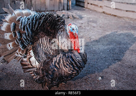 Big turkey walks on the farm. Close-up. Copy space. Stock Photo