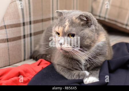 The kit lies on the clothes, looking sideways Stock Photo