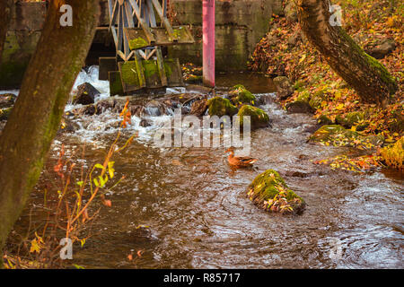 Autumn colors in pond reflection, rocky shore, maple autumn leaves, duck. On the background of a water wheel mill. Stock Photo
