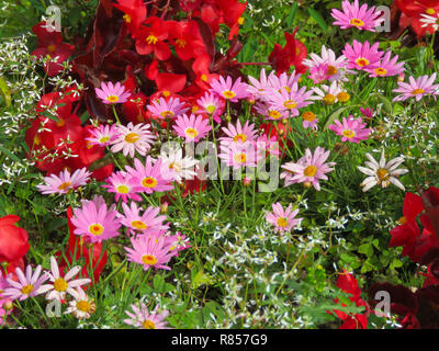 Colourful display of bedding plants including red begonia and pink daisy in the flower gardens at Roath Park Lake, Roath, Cardiff, South Wales, UK Stock Photo