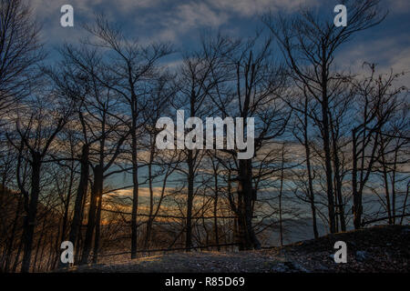 trees without leaves in backlight at sunset Stock Photo