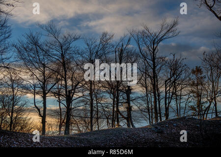 trees without leaves in backlight at sunset Stock Photo