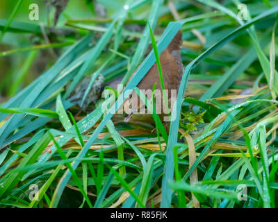 Wren in the grass. Having just caughtan insect.