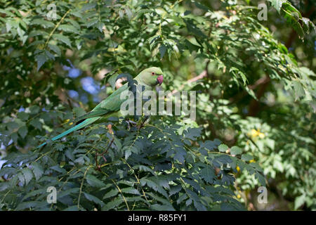 Rose-ringed Parakeet (Psittacula krameri) Stock Photo