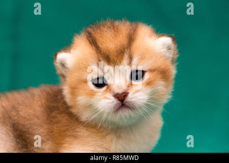 Muzzle a ginger Golden British kitten close-up, portrait of a beautiful little kitten. Stock Photo
