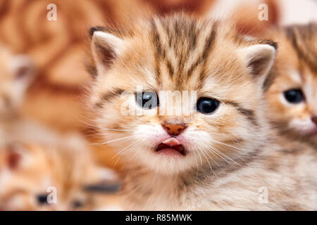 Portrait of a little red-haired kitten who looks directly into the camera sticking his little tongue out of his mouth. Stock Photo
