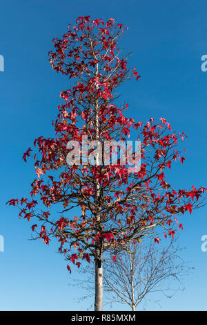 Liquidambar Styraciflua, American red gum, American sweet gum, bilsted , copalm balsam, red gum , satin walnut. Vibrant red autumn colour. Stock Photo