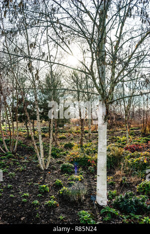 Betula albosinensis Fascination in RHS Hyde Hall birch grove. White barked deciduous birch in winter. Stock Photo
