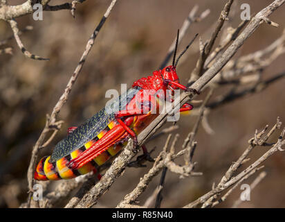 Insect, Asclepias fruticosus, common milkweed locust on a shrub, South Africa Stock Photo