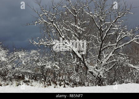 Quebec,Canada. Snow covered trees Stock Photo