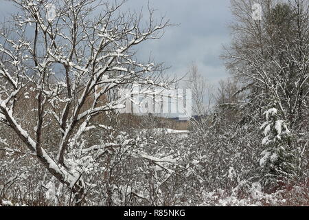 Quebec,Canada. Snow covered trees Stock Photo