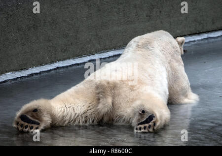 Berlin, Germany. 04th Mar, 2018. Male polar bear Wolodja lies on the frozen pond in his enclosure at Tierpark (lit. animal park) Berlin. Credit: Paul Zinken/dpa | usage worldwide/dpa/Alamy Live News Stock Photo