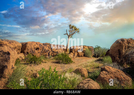 African Quiver tree Stock Photo