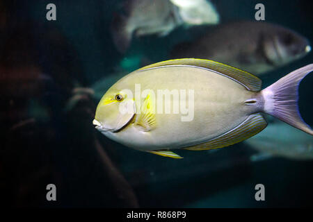Yellowfin surgeonfish or Cuviers surgeonfish. Acanthurus xanthopterus fish swimming in aquarium Stock Photo