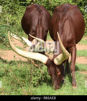 Enormous horned Sanga cattle are kept for meat and milk and selectively bred for different horn shapes by different tribes. The cattle are remarkable Stock Photo