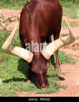 Enormous horned Sanga cattle are kept for meat and milk and selectively bred for different horn shapes by different tribes. The cattle are remarkable Stock Photo