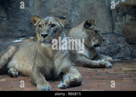 Two Female Lions, Two Lionesses Stock Photo