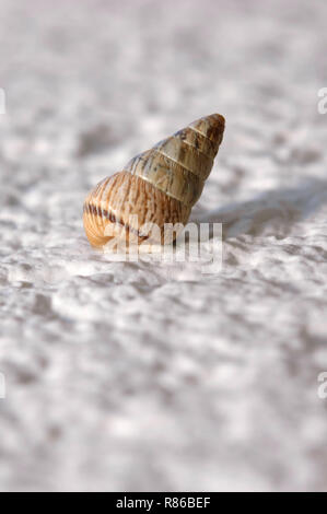 Macro shot of a small pointed snail on a white concrete wall. Stock Photo