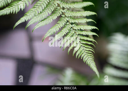 closeup shot  of a fern Stock Photo
