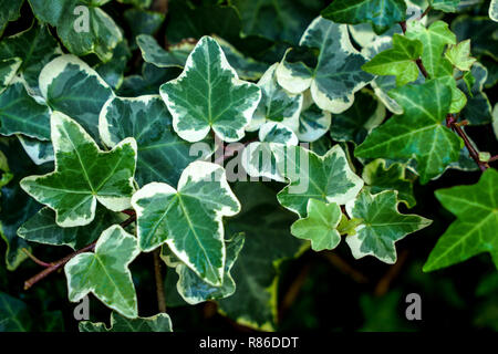 Macro of beautiful, lush green leaves of Common Ivy. Also known as Hedera helix, English ivy or European ivy. Stock Photo