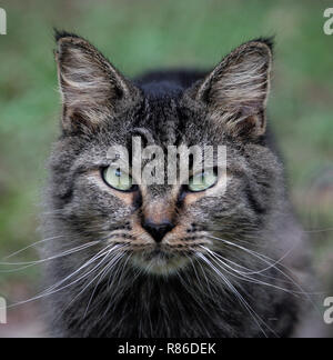 Feral cat with a fierce look in her eyes Stock Photo