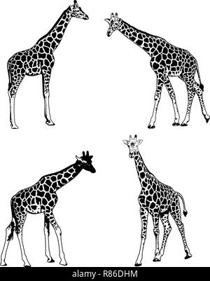 giraffes sketch illustration set - vector Stock Vector